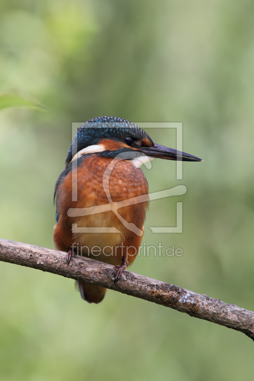 Bild-Nr.: 11898859 Eisvogel Bild-Nr.: 11898859 Eisvogel erstellt von DirkR