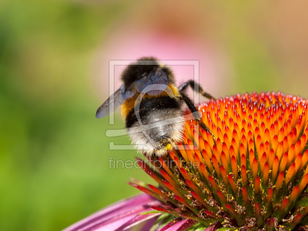 Bild-Nr.: 11898935 Hummel Hummel erstellt von Michael Rechter