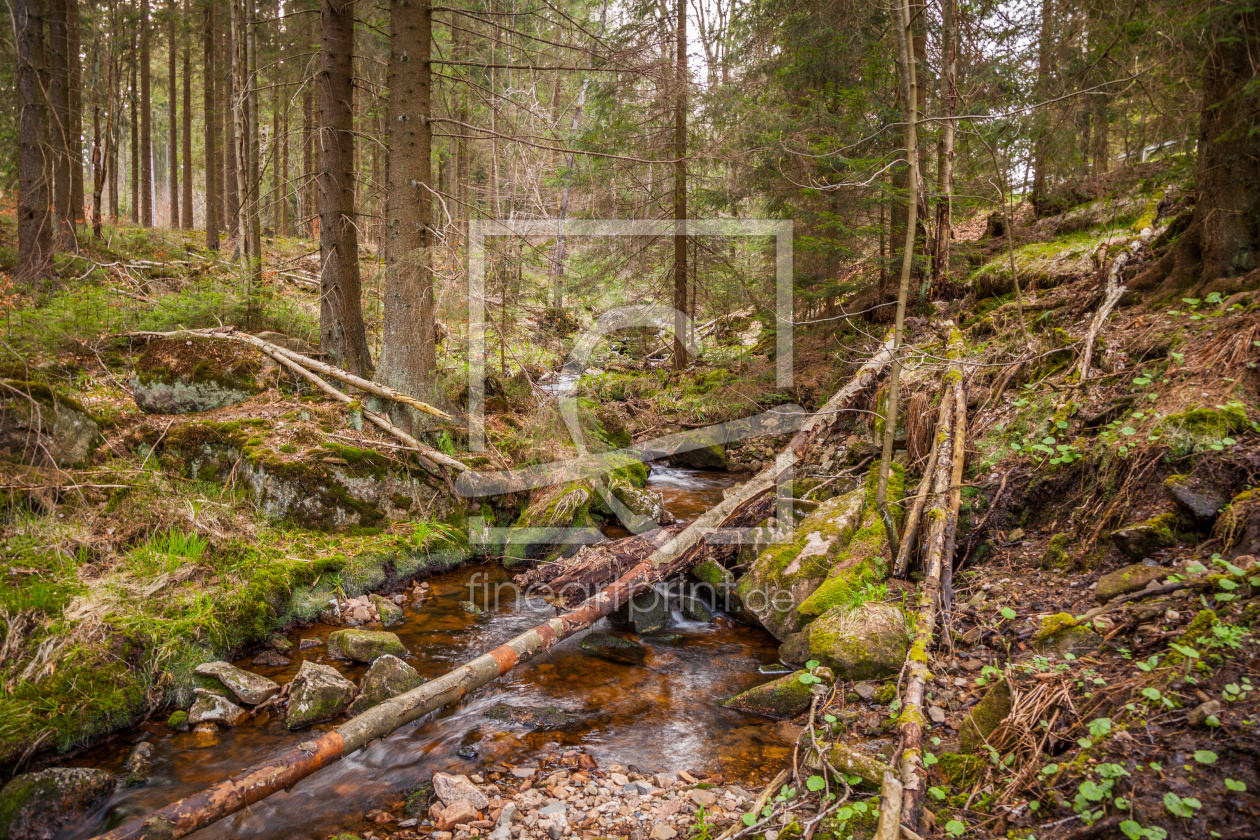 Bild-Nr.: 11898972 Urwald Harz erstellt von FotoDeHRO