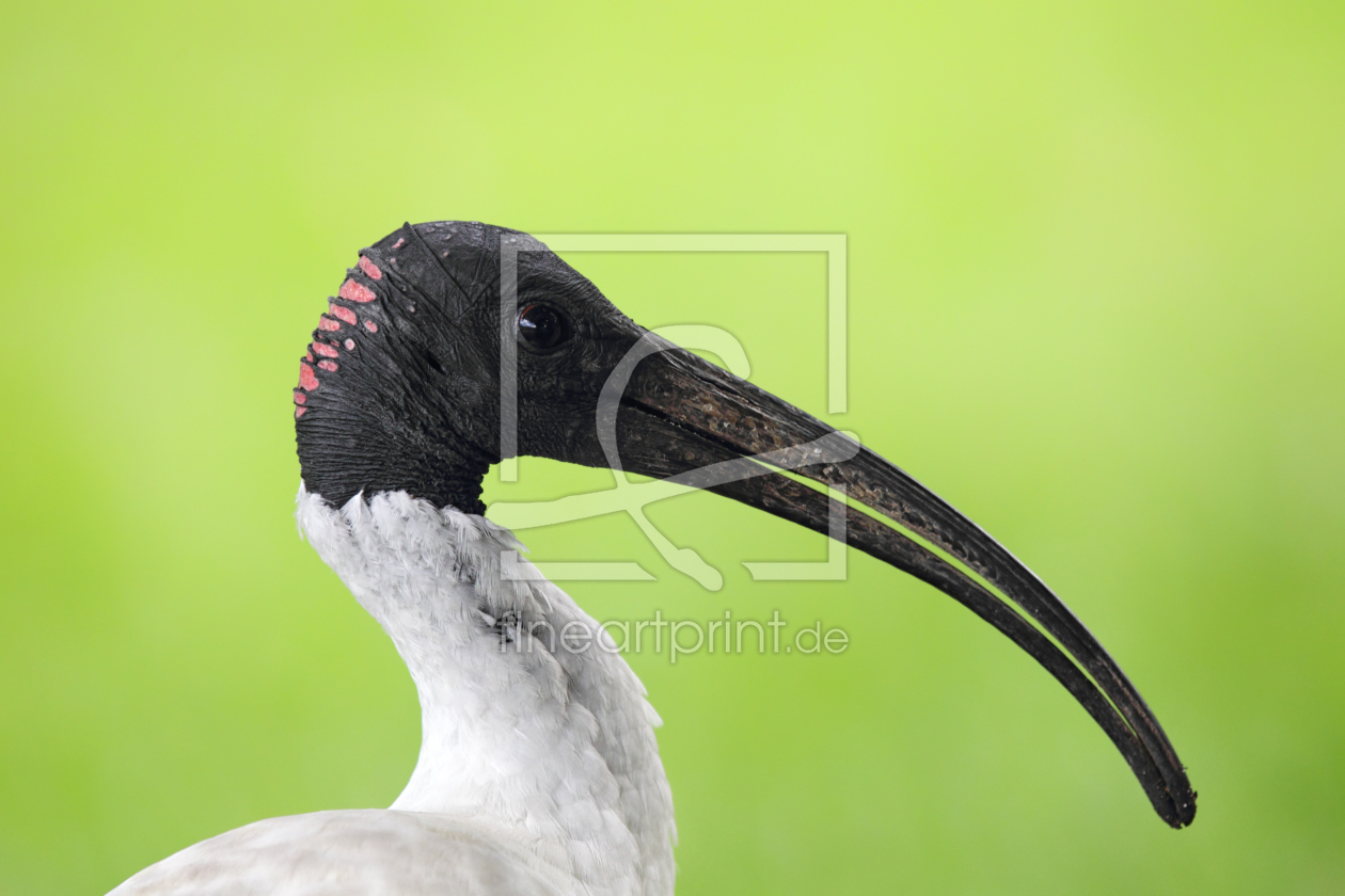 Bild-Nr.: 11899048 Molukkenibis erstellt von DirkR