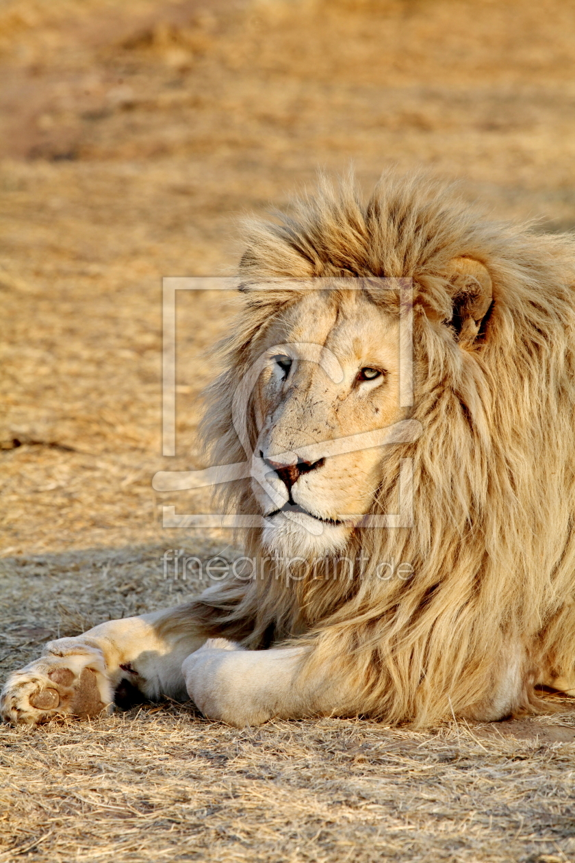 Bild-Nr.: 11899263 Löwen Männchen 4894 erstellt von THULA