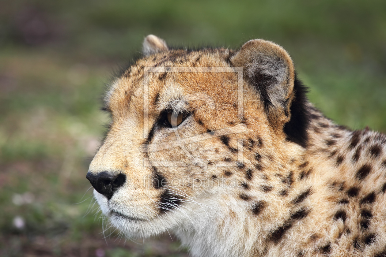 Bild-Nr.: 11899281 Gepard in Südafrika erstellt von DirkR