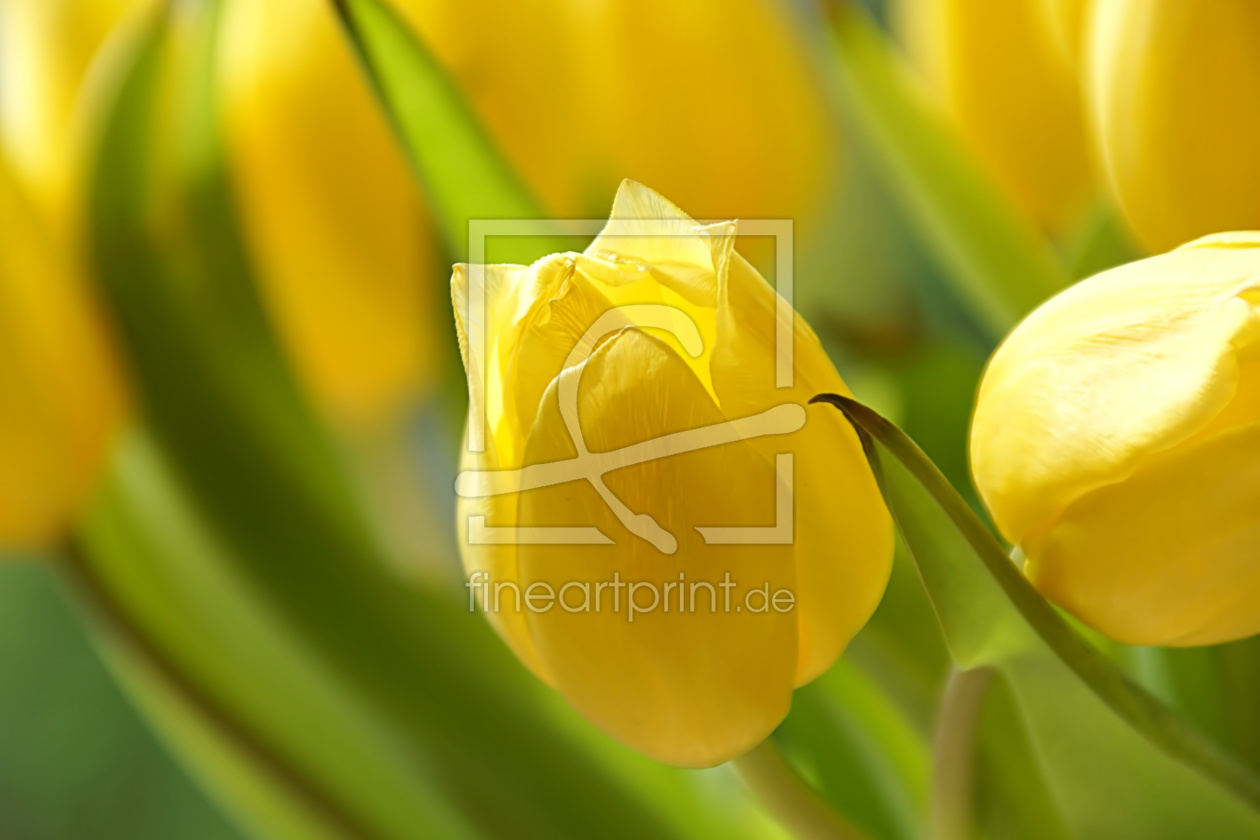 Bild-Nr.: 11899461 Gelbe Tulpen erstellt von youhaveadream
