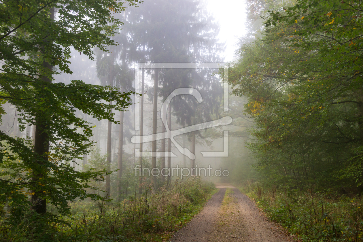 Bild-Nr.: 11899475 Durch den Nebel im Wald erstellt von RonNi
