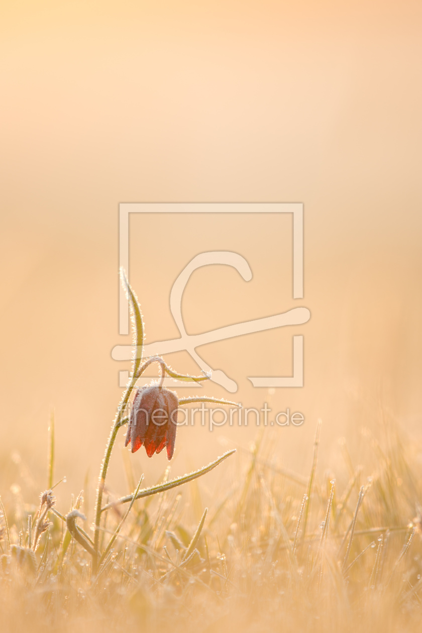 Bild-Nr.: 11899794 Schachbrettblume Bild-Nr.: 11899794 Schachbrettblume erstellt von Marcus-Grabe