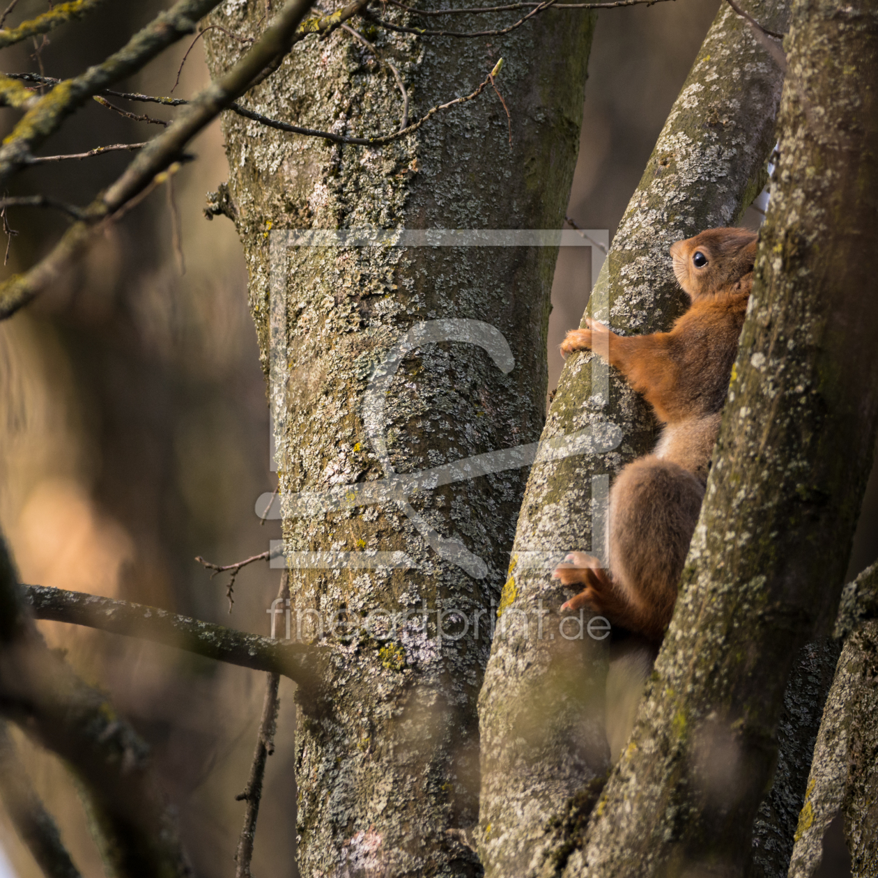 Bild-Nr.: 11900039 Klettern am  Eichhörnchen Baum erstellt von luxpediation