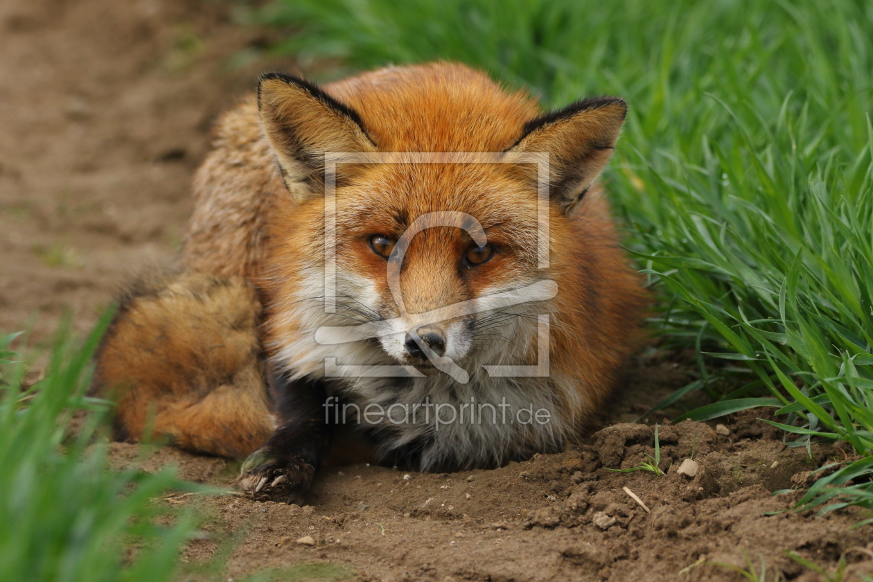 Bild-Nr.: 11900079 Rotfuchs hat verschlafen erstellt von Uwe Fuchs