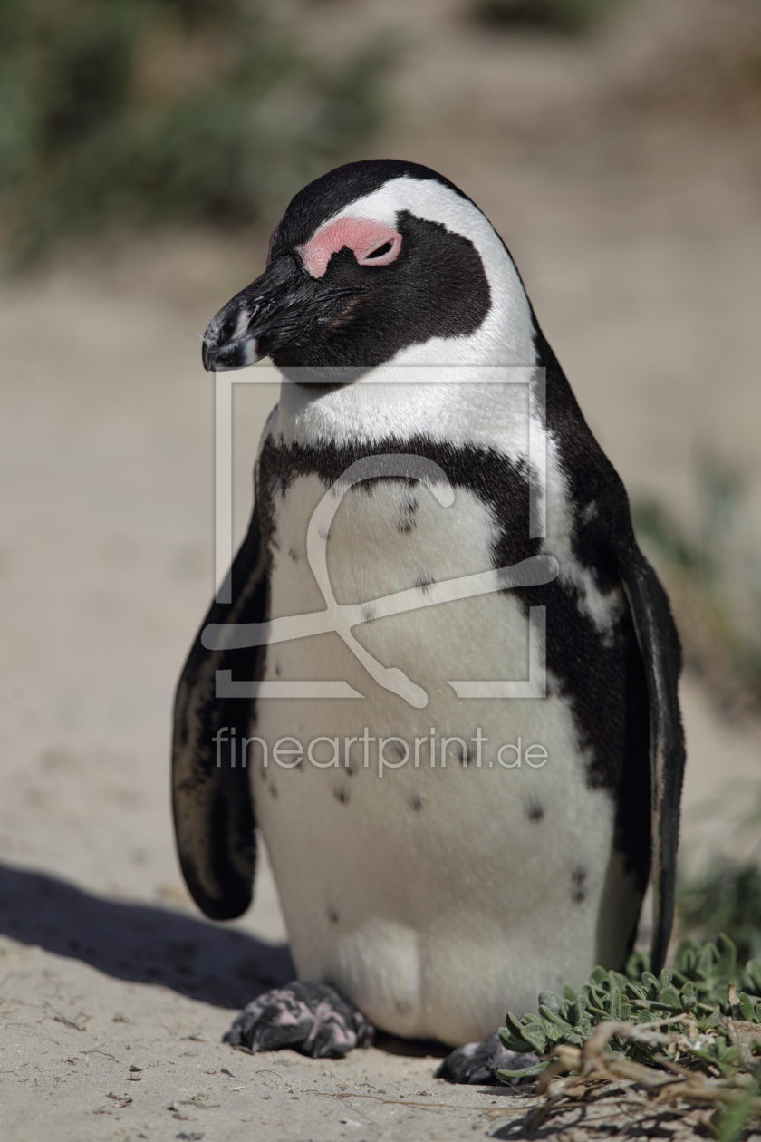 Bild-Nr.: 11900089 Brillenpinguin in Südafrika erstellt von DirkR