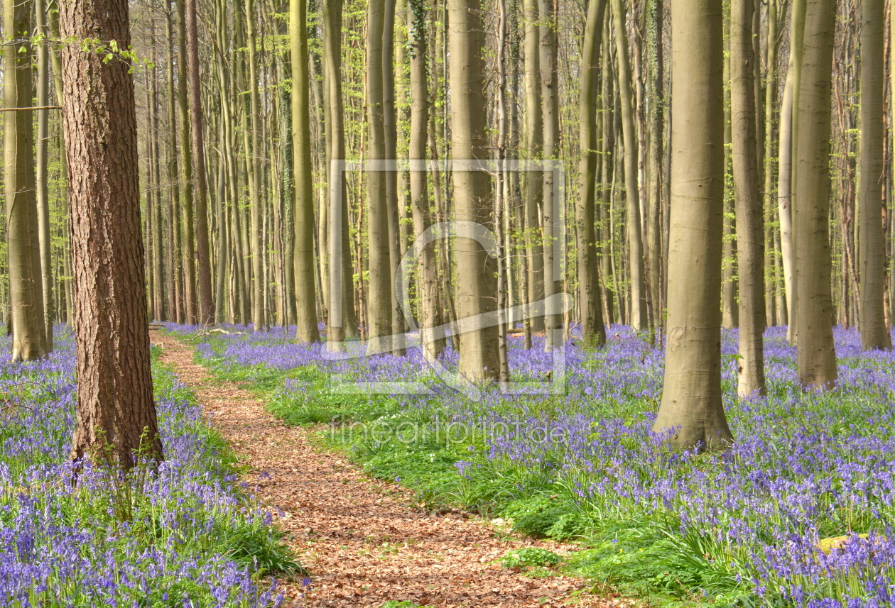 Bild-Nr.: 11900132 Weg durch den Wald erstellt von GUGIGEI