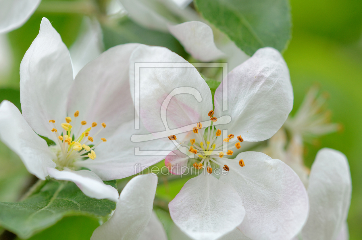 Bild-Nr.: 11900255 Apfelblüten erstellt von Rolf Eschbach