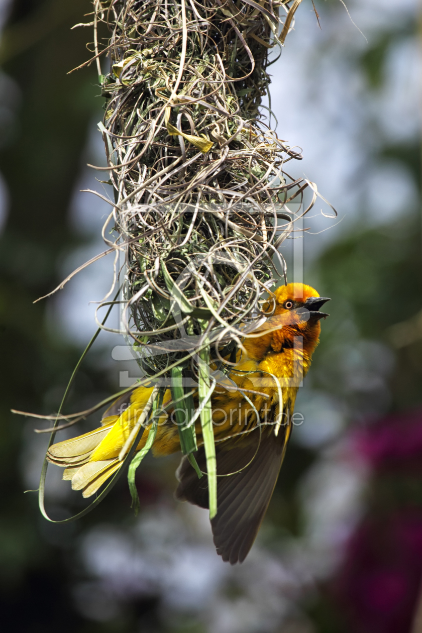 Bild-Nr.: 11900300 Webervogel am Nest erstellt von DirkR