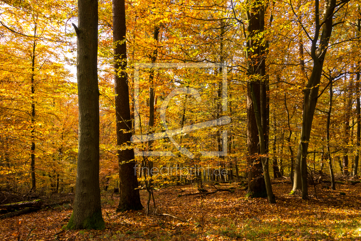 Bild-Nr.: 11900416 Goldener Herbstwald erstellt von RonNi