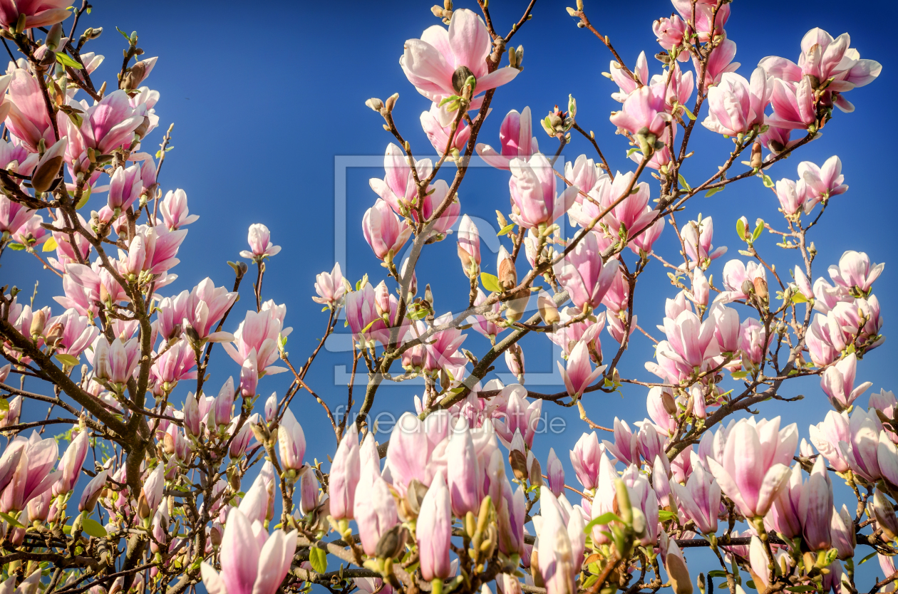 Bild-Nr.: 11900587 Magnolie erstellt von Steffen Gierok