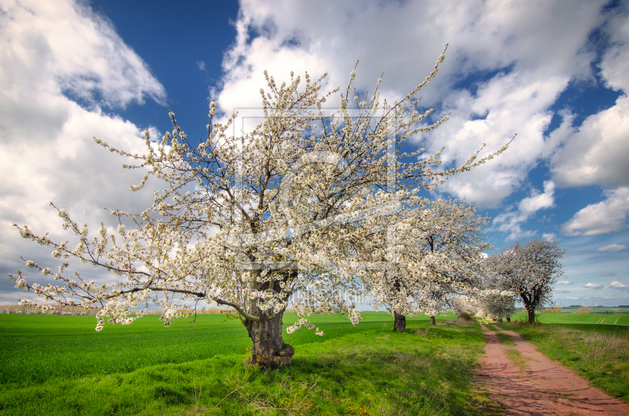 Bild-Nr.: 11900588 Frühling erstellt von Steffen Gierok