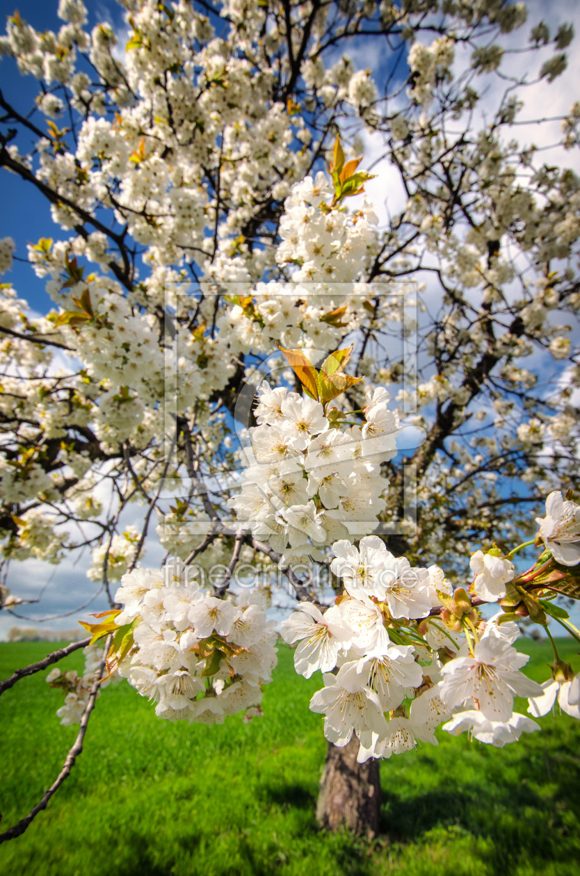 Bild-Nr.: 11900589 Kirschblüte erstellt von Steffen Gierok