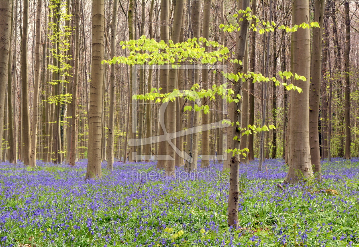 Bild-Nr.: 11900699 Hallerbos erstellt von GUGIGEI