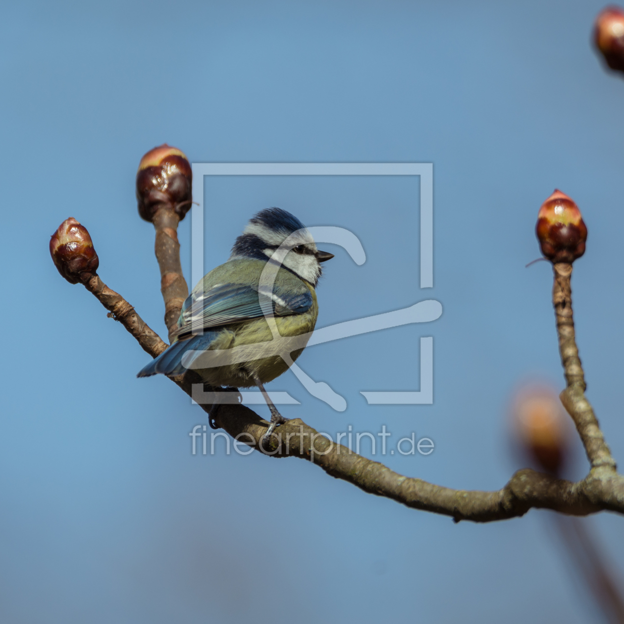 Bild-Nr.: 11900791 Blaumeise erstellt von luxpediation