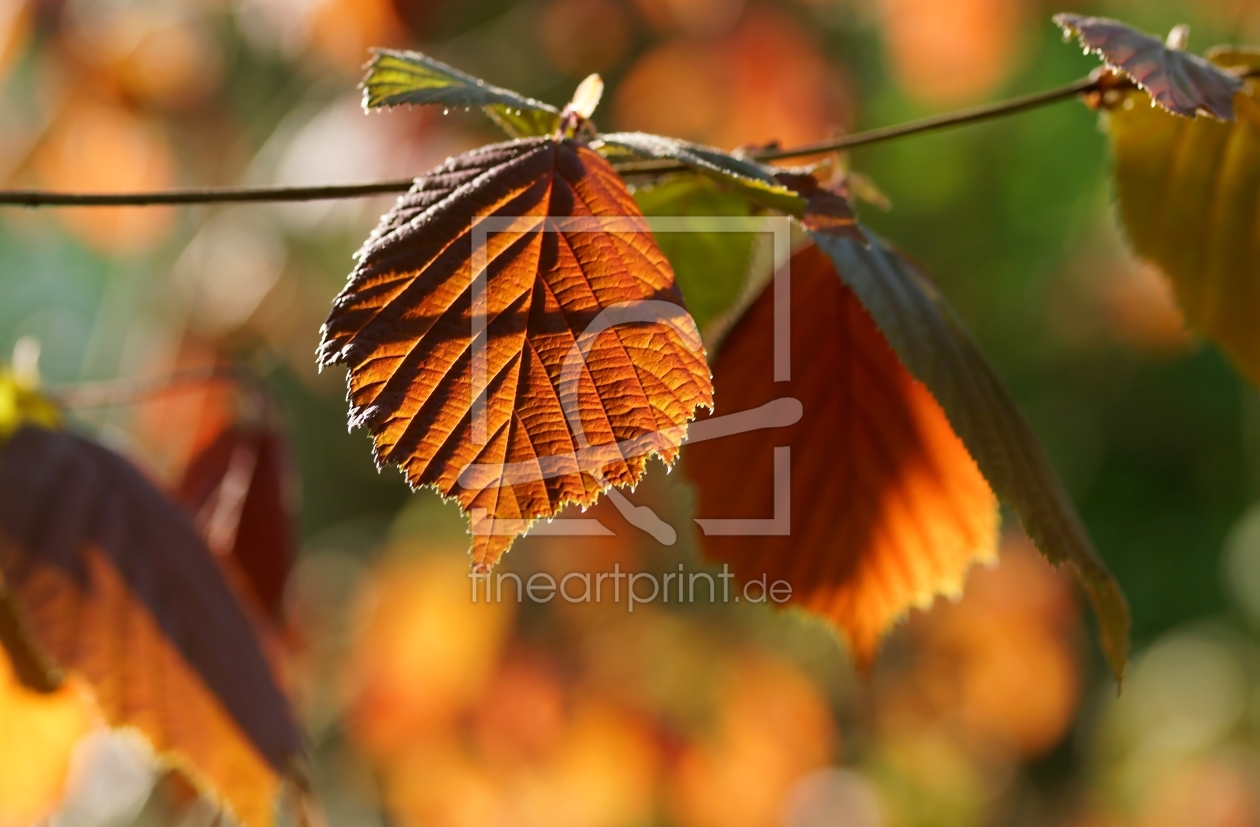 Bild-Nr.: 11901252 Leaves erstellt von youhaveadream