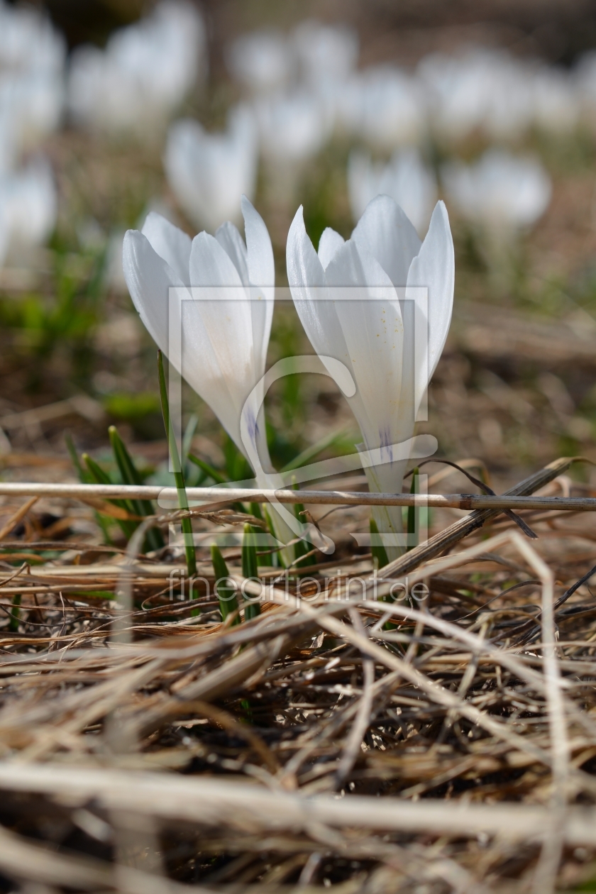 Bild-Nr.: 11901331 Bergkrokusse erstellt von Bettina Schnittert