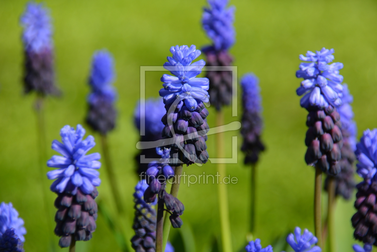 Bild-Nr.: 11901360 Muscari erstellt von GUGIGEI