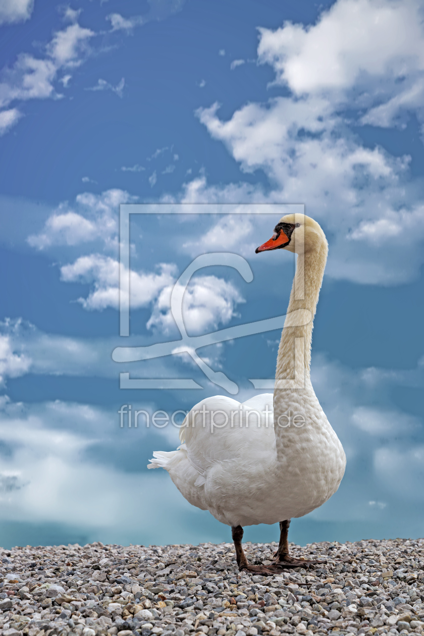 Bild-Nr.: 11901453 Schwan im Himmel erstellt von Thomas Herzog