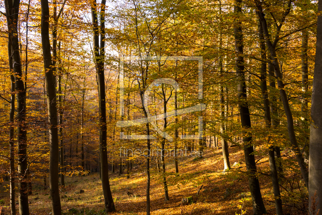 Bild-Nr.: 11901457 Herbstliche Buchen im Wald erstellt von RonNi