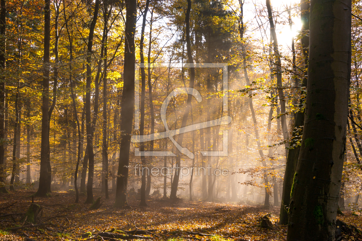 Bild-Nr.: 11901458 Nebel im Herbstwald erstellt von RonNi