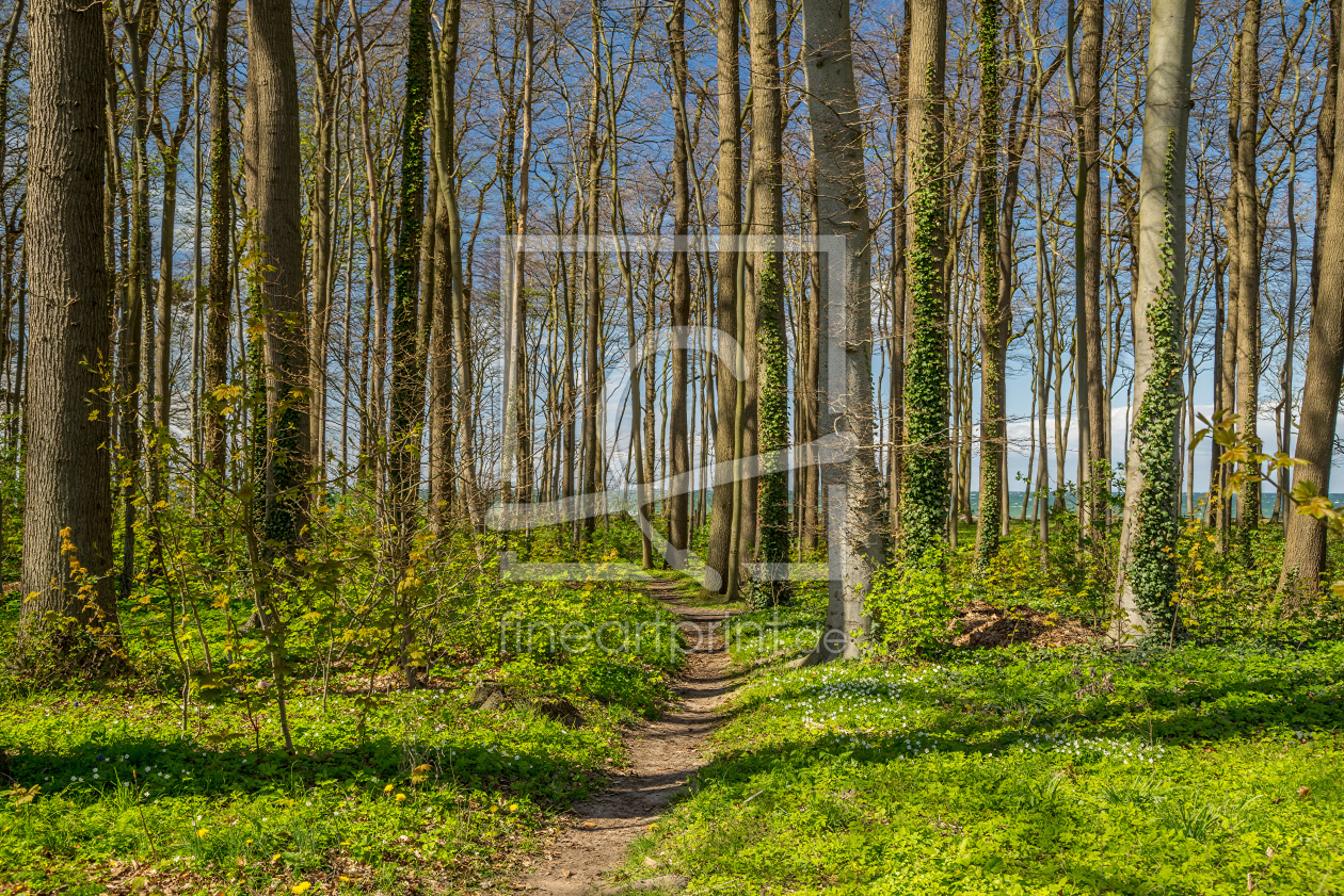 Bild-Nr.: 11901549 Wald am Meer erstellt von FotoDeHRO