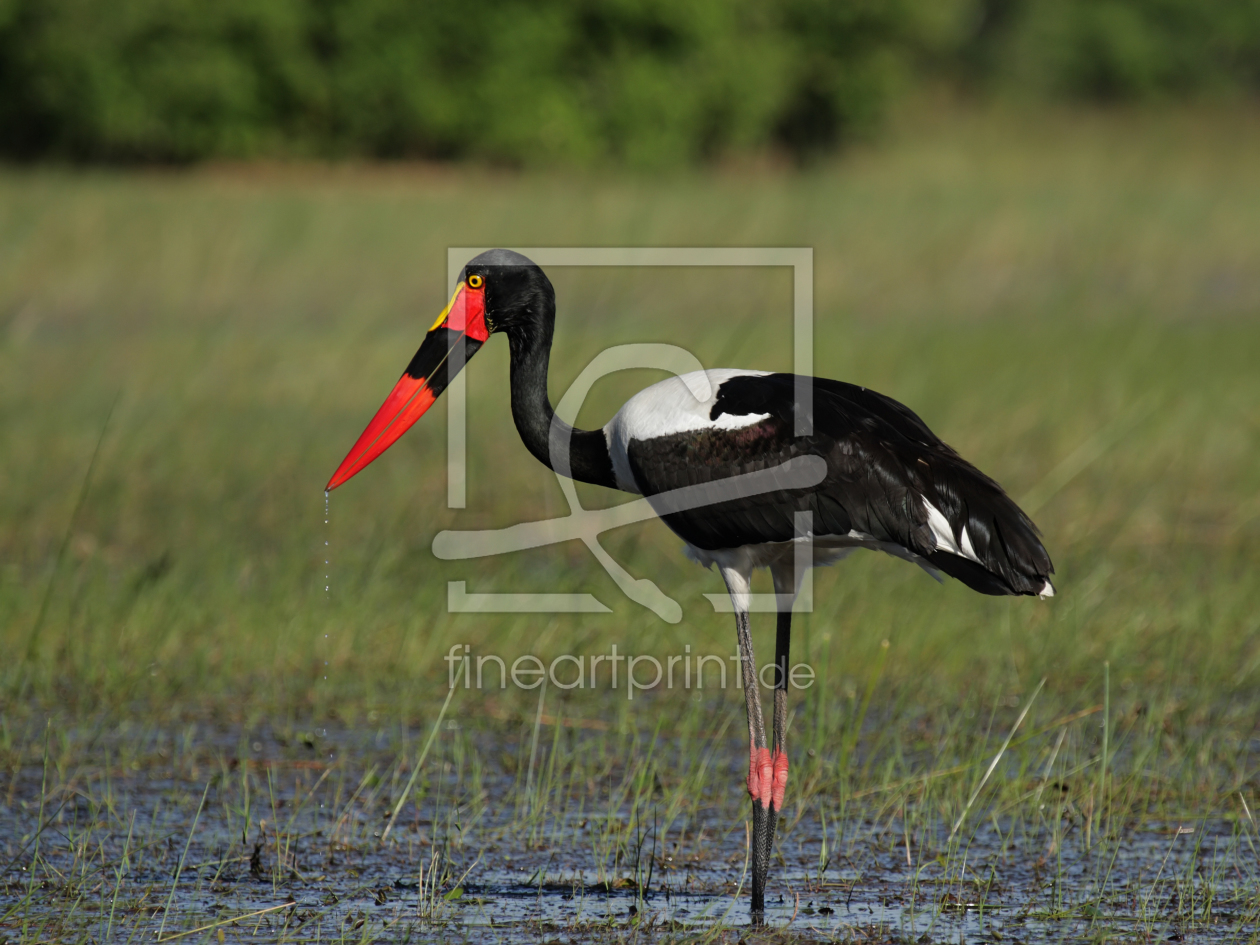 Bild-Nr.: 11901572 Sattelstorch im Okavango Delta erstellt von DirkR