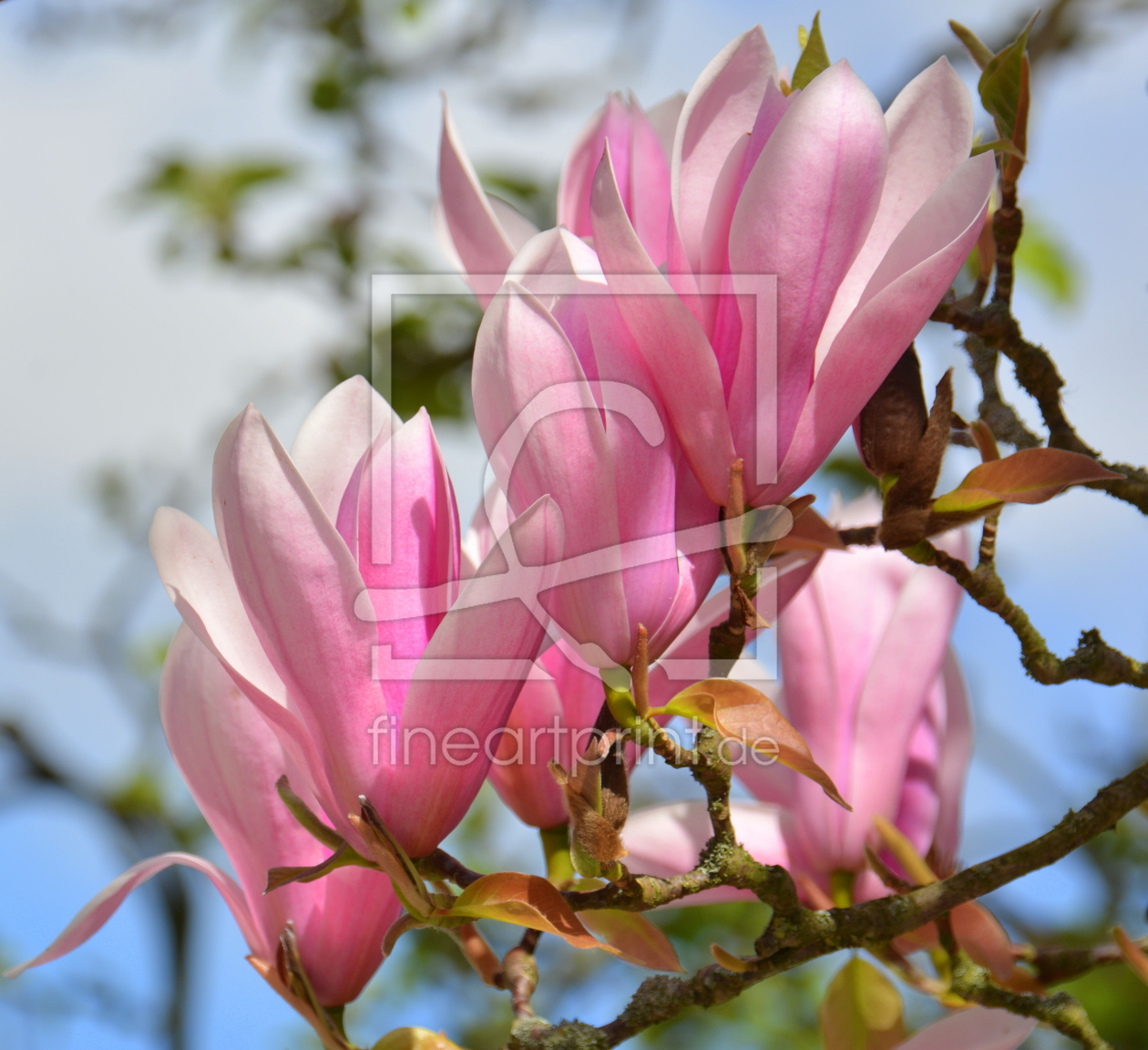 Bild-Nr.: 11901783 Magnolienblüten erstellt von GUGIGEI