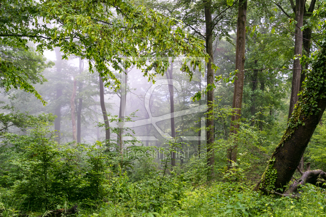 Bild-Nr.: 11901843 Sommerregen im Laubwald erstellt von RonNi