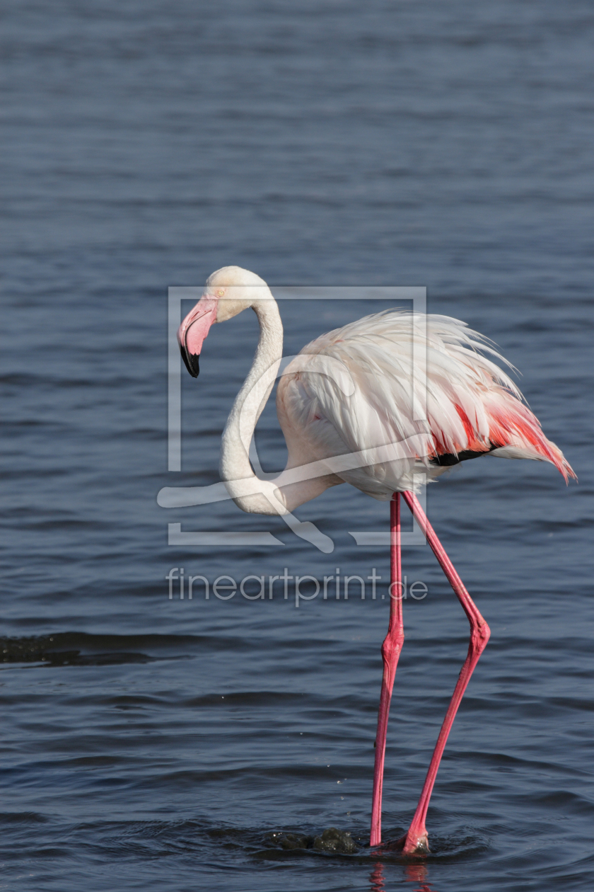 Bild-Nr.: 11901879 Flamingo in Namibia erstellt von DirkR