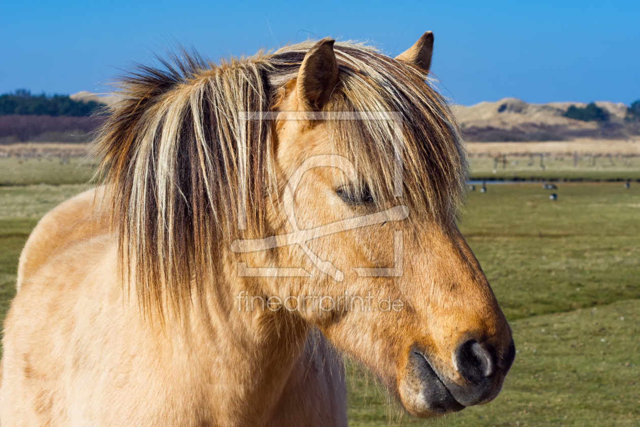 Bild-Nr.: 11902109 Haflinger Portrait  erstellt von Angela  Dölling