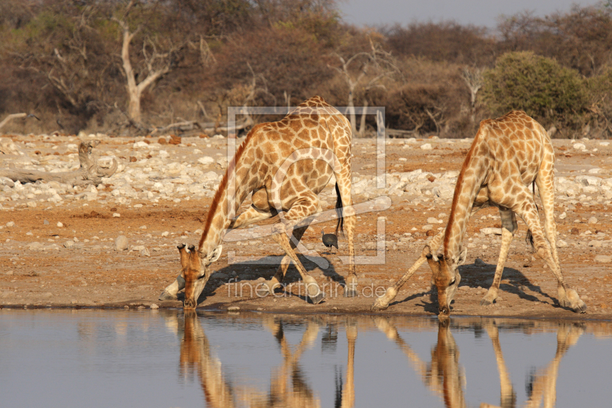 Bild-Nr.: 11902122 Giraffen im Etosha Nationalpark erstellt von DirkR