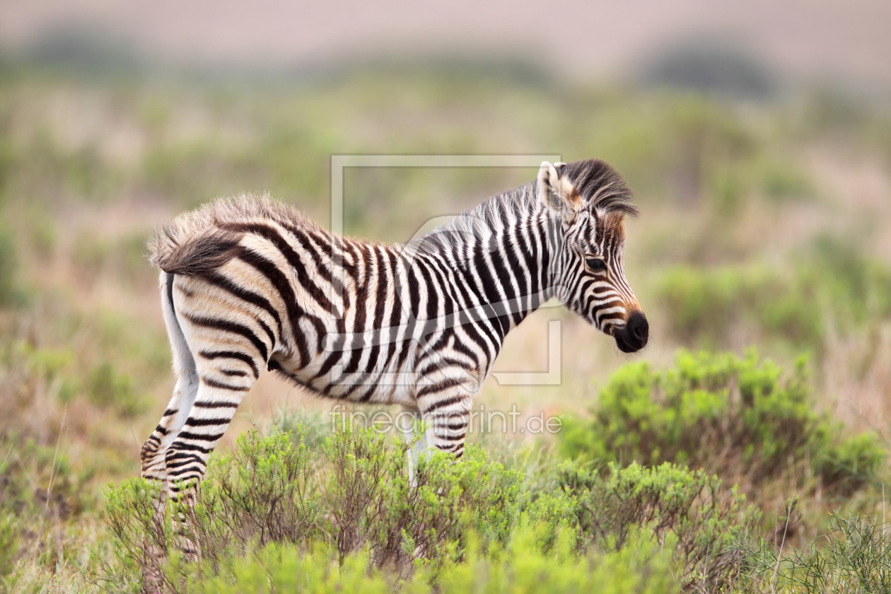Bild-Nr.: 11902125 Zebra-Fohlen in Südafrika erstellt von DirkR