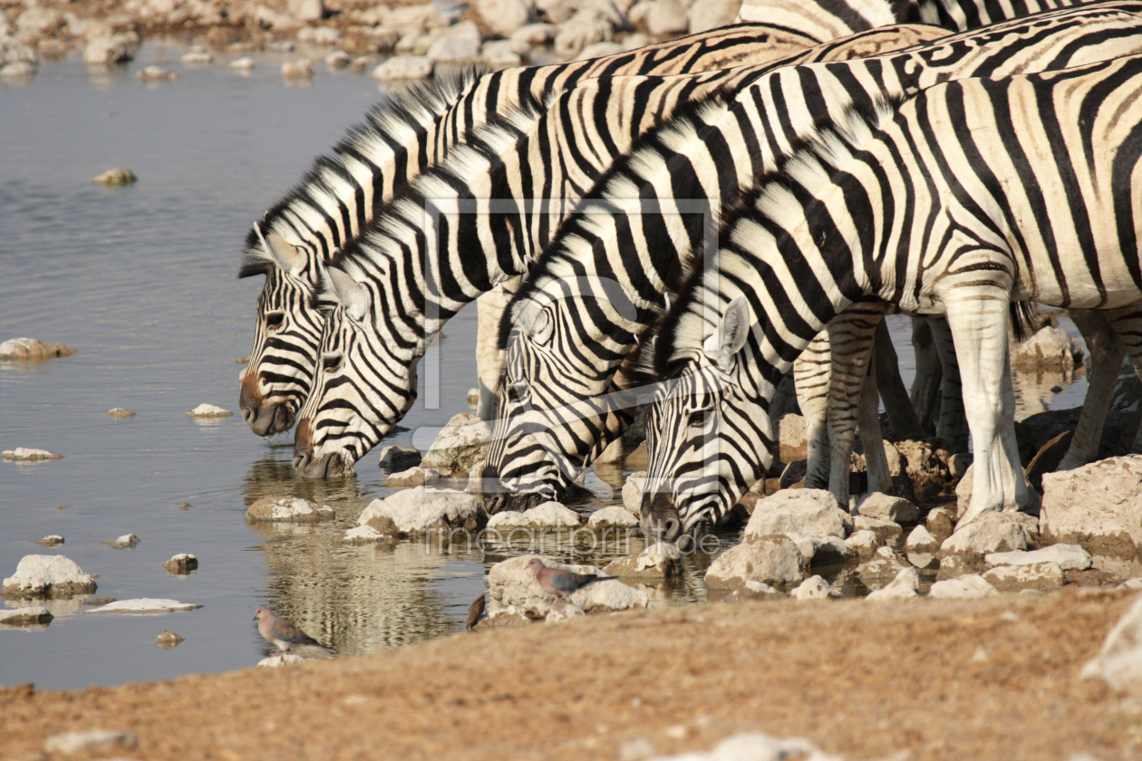 Bild-Nr.: 11902427 Zebras am Wasserloch erstellt von DirkR