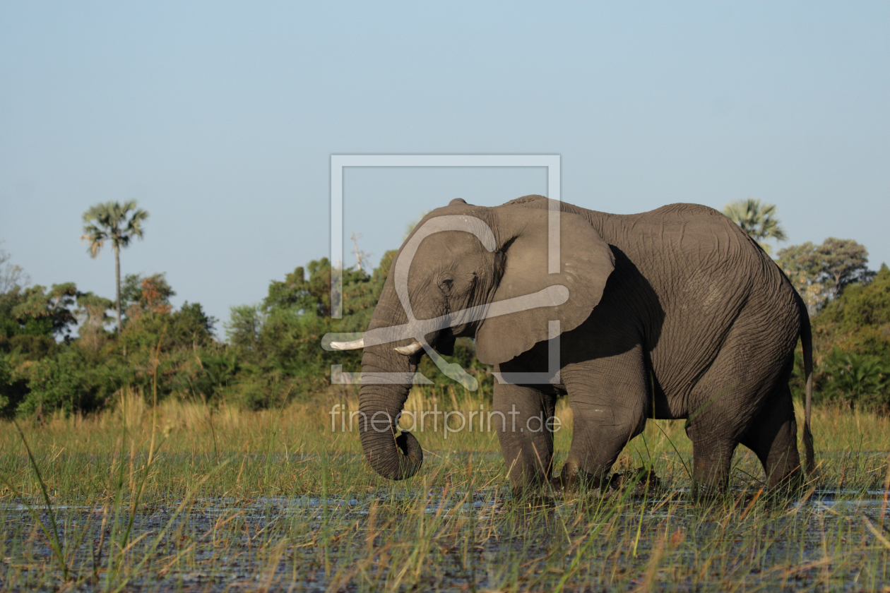 Bild-Nr.: 11902431 Elefant im Okavango Delta erstellt von DirkR