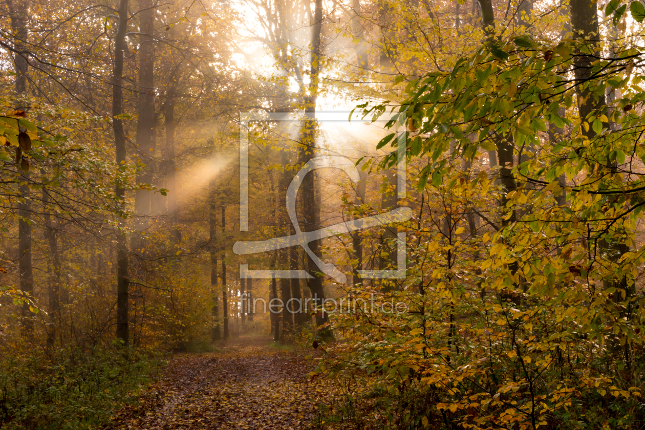 Bild-Nr.: 11902592 Nebelwald im Herbst erstellt von RonNi