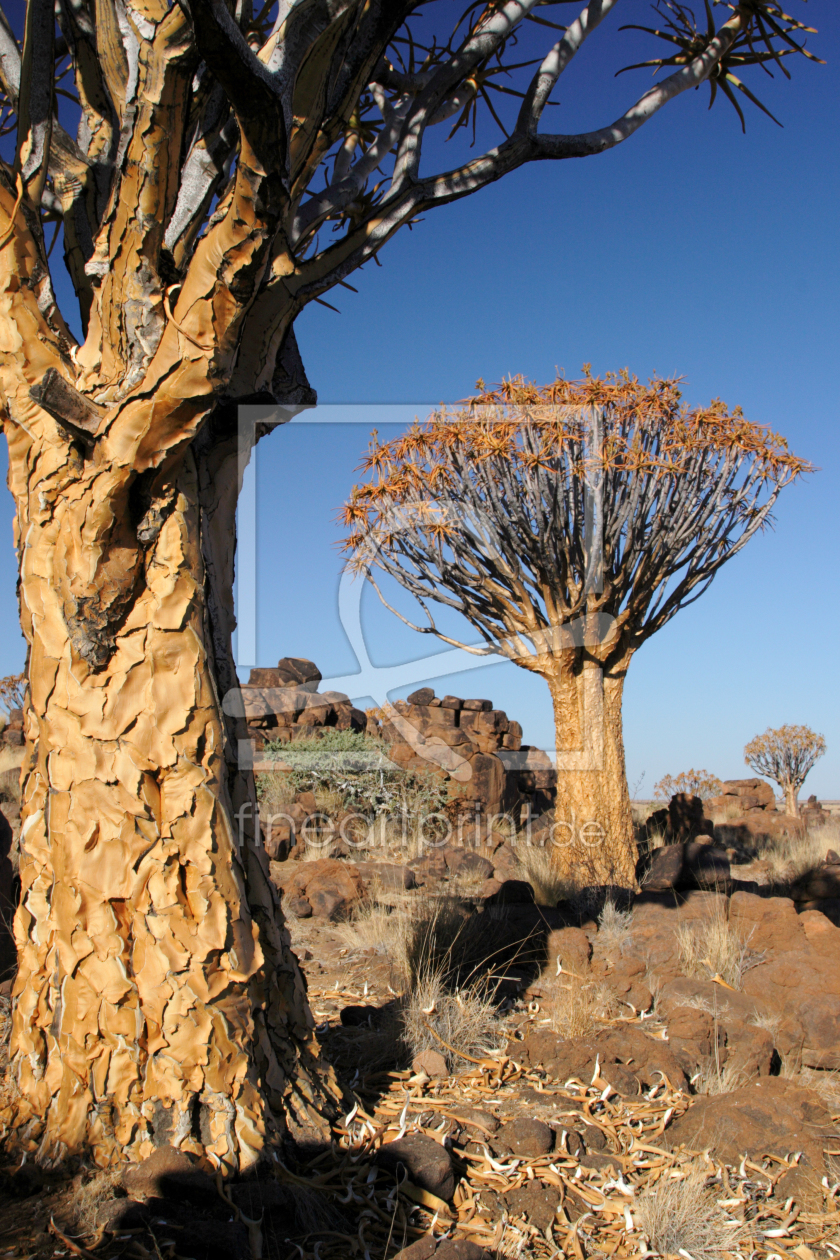 Bild-Nr.: 11902644 Köcherbäume in Namibia erstellt von DirkR