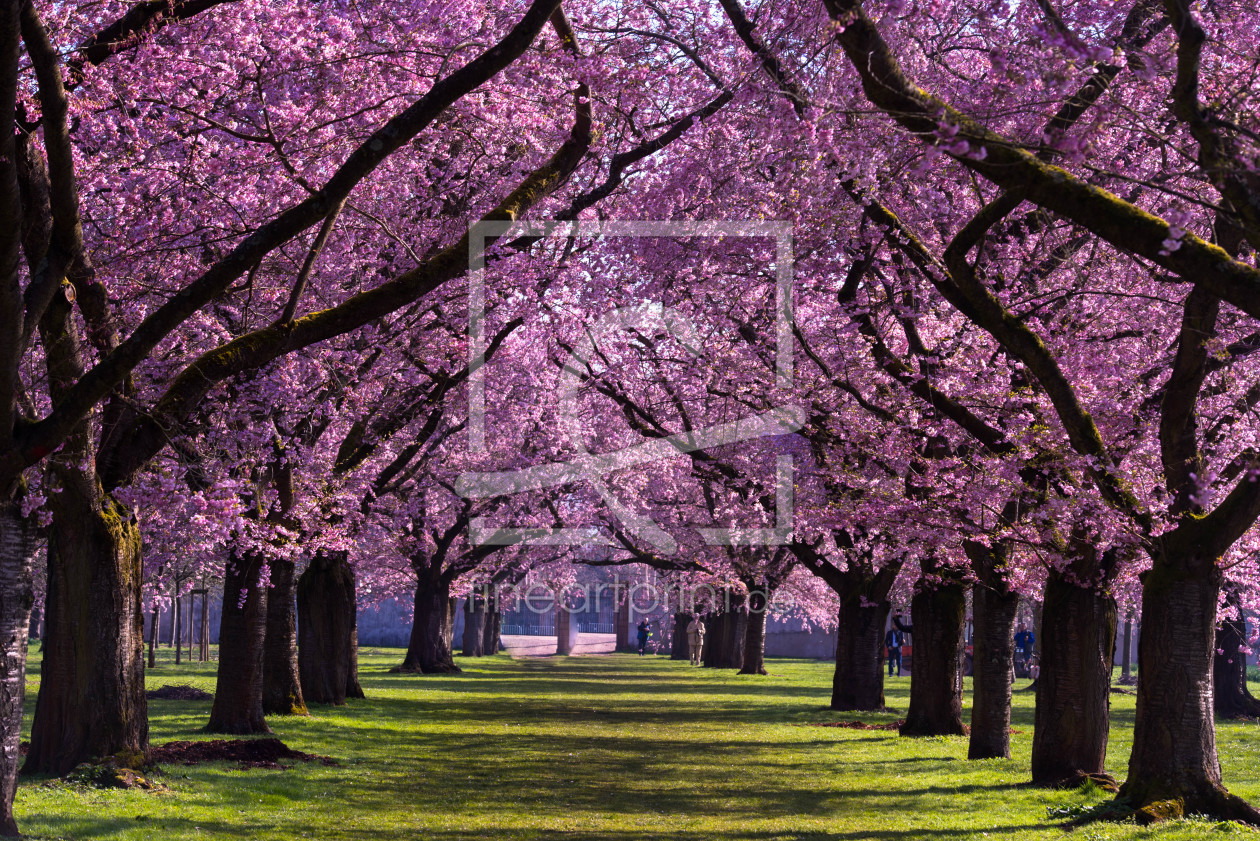 Bild-Nr.: 11902667 Kirschblüte in Schwetzingen erstellt von KundenNr-327281