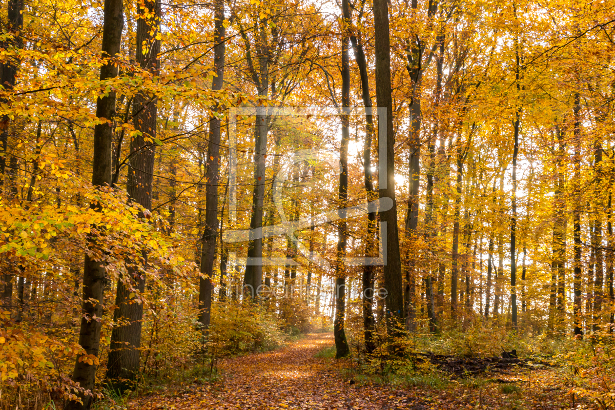 Bild-Nr.: 11902860 Die Herbstsonne verliert sich im Herbstlaub erstellt von RonNi