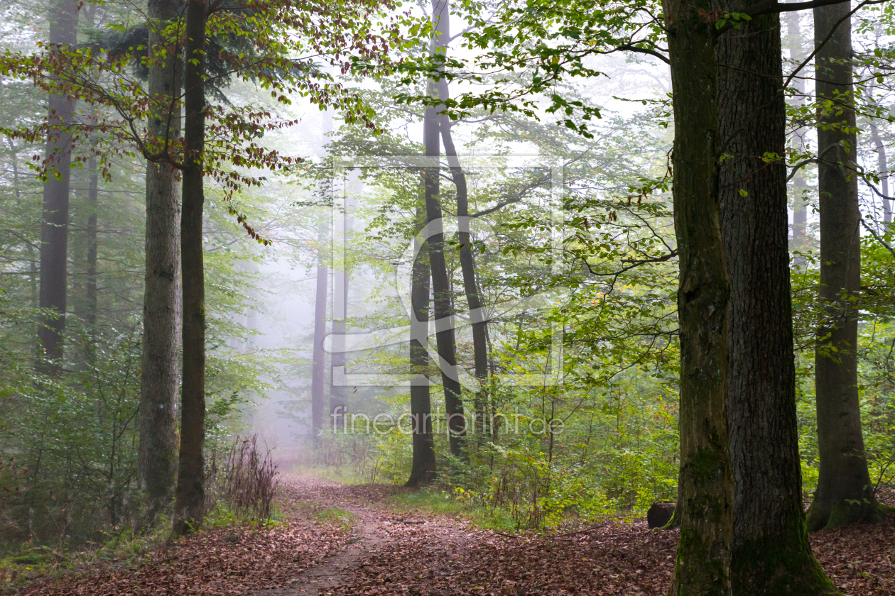 Bild-Nr.: 11902861 Ein Weg im Nebelwald erstellt von RonNi