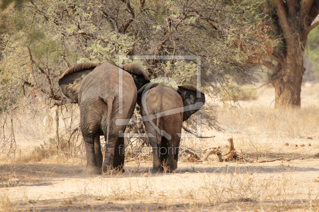 Bild-Nr.: 11902950 Wüstenelefanten in Namibia erstellt von DirkR