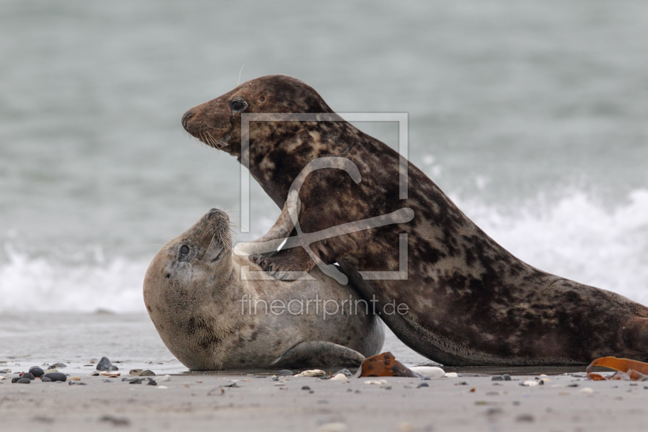 Bild-Nr.: 11902953 Kegelrobben auf Helgoland erstellt von DirkR