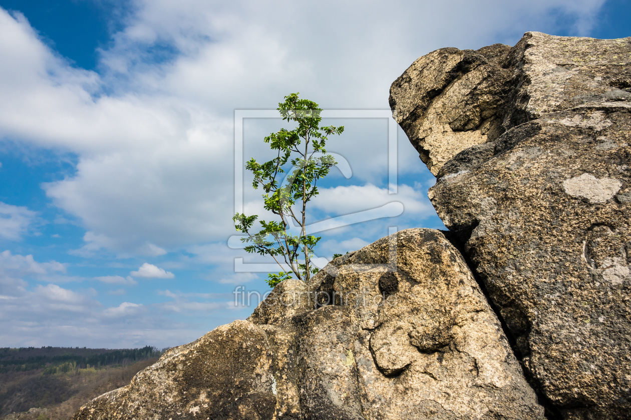 Bild-Nr.: 11902992 Baum und Felsen erstellt von Rico Ködder