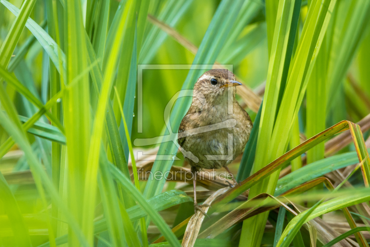 Bild-Nr.: 11903269 Durchblick - kleiner Vogel Zaunkönig erstellt von luxpediation