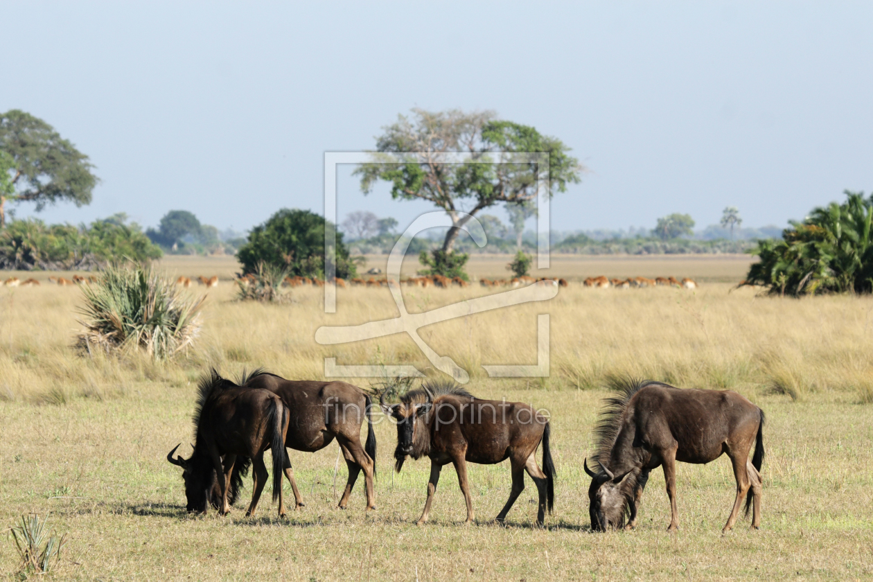 Bild-Nr.: 11903287 Gnus im Okavango Delta erstellt von DirkR