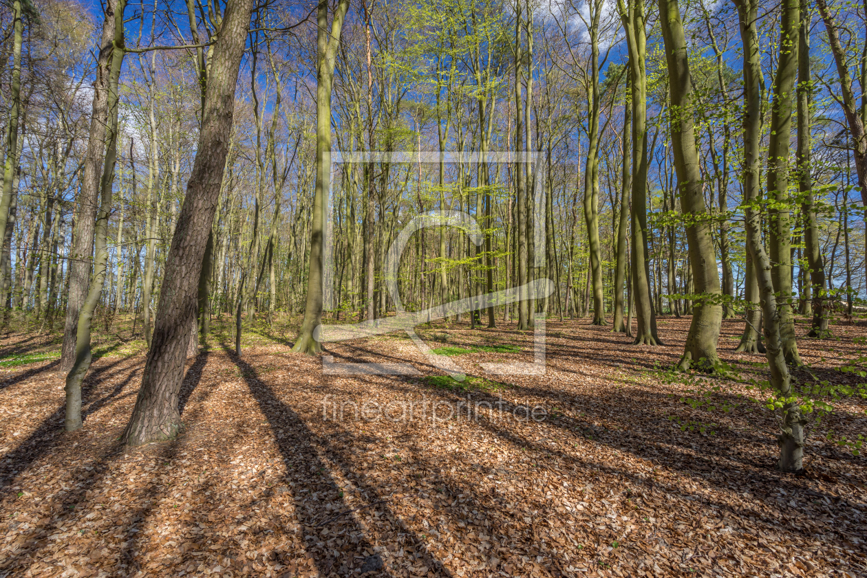 Bild-Nr.: 11903368 Wald erstellt von FotoDeHRO