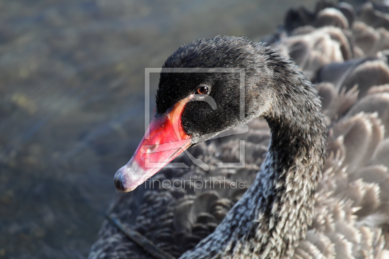 Bild-Nr.: 11903369 Trauerschwan erstellt von DirkR