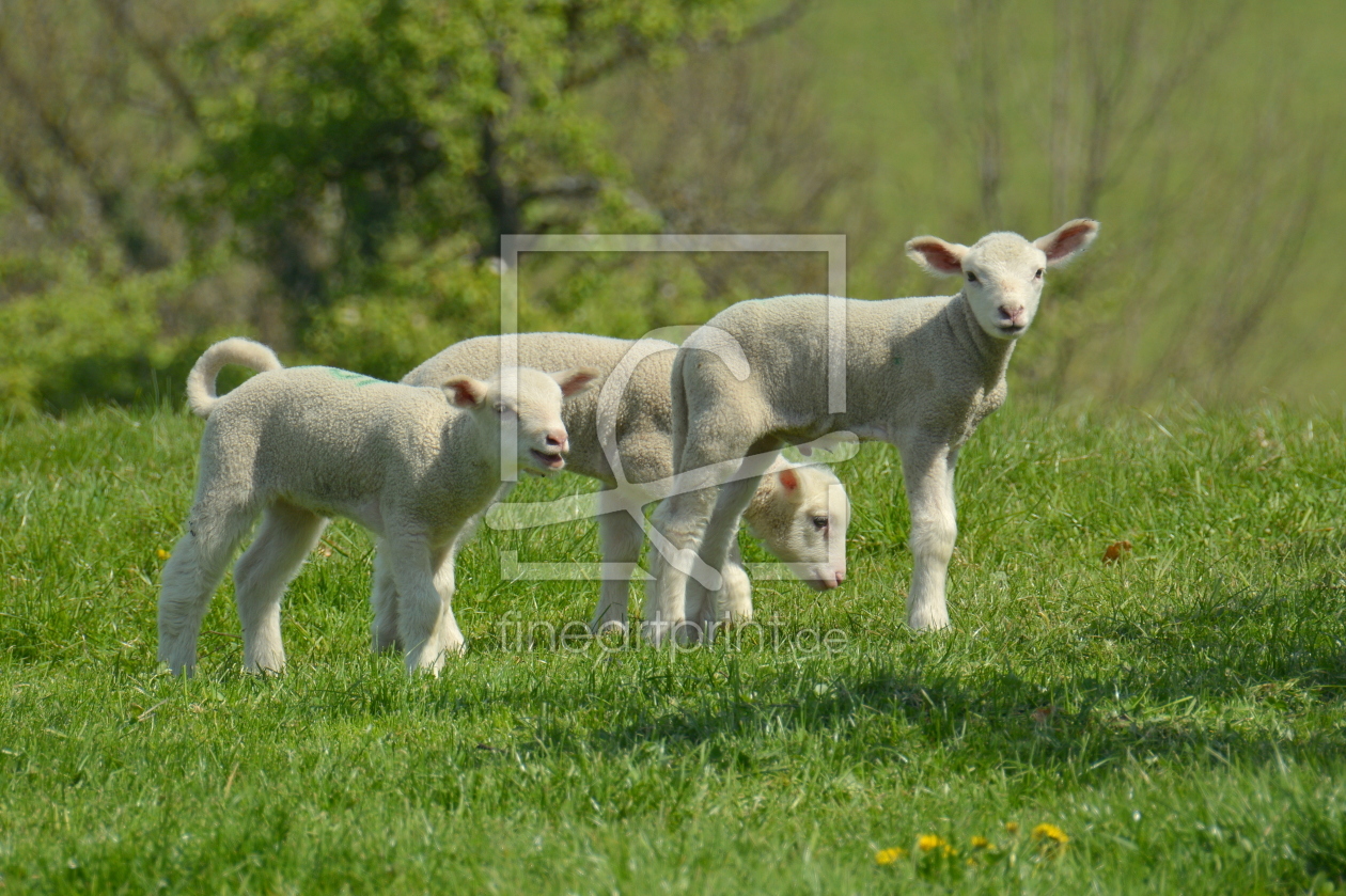 Bild-Nr.: 11903489 Die süssen Kleinen erstellt von GUGIGEI